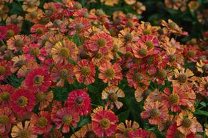 Helenium autumnale Salsa - Sneezeweed