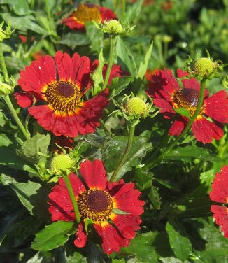 Helenium autumnale Salsa - Sneezeweed