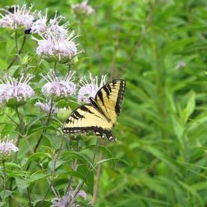 Monarda fistulosa 