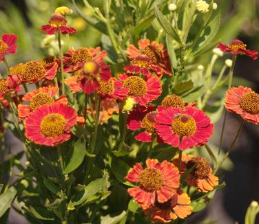 Helenium autumnale Mariachi 'Salsa' 