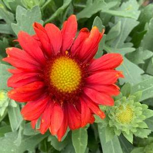 Gaillardia aristata Arizona Red Shades