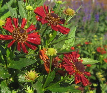 Helenium autumnale Siesta - Sneezeweed