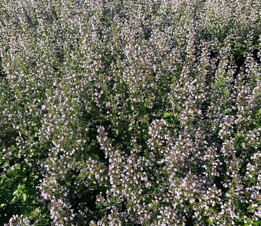 Calamintha nepeta subsp. nepeta - Lesser Catmint from Pleasant Run Nursery