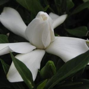 Gardenia jasminoides Frostproof