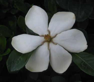 Gardenia jasminoides 'Kleim's Hardy'