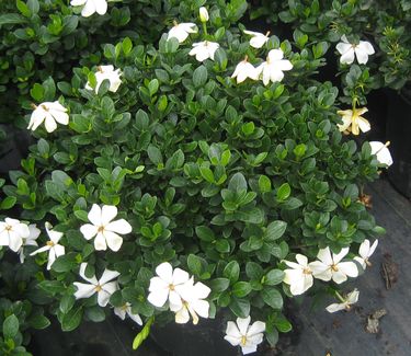 Gardenia jasminoides 'Kleim's Hardy'