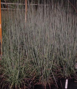 Schizachyrium scoparium Standing Ovation