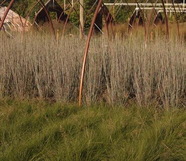 Schizachyrium scoparium Standing Ovation