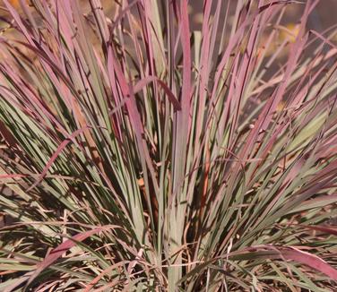 Schizachyrium scoparium Standing Ovation