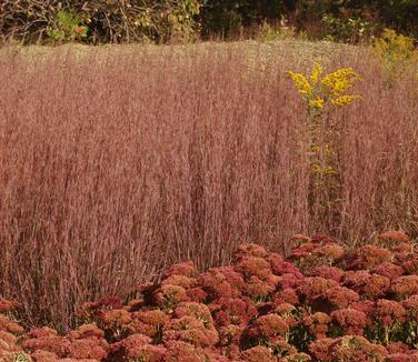 Schizachyrium scoparium Standing Ovation