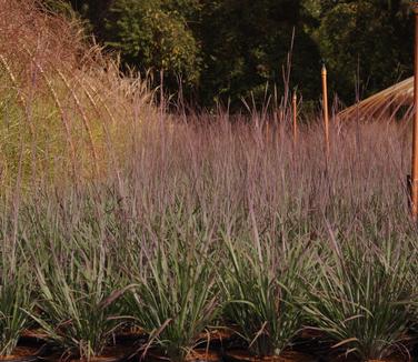 Schizachyrium scoparium Standing Ovation