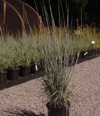 Schizachyrium scoparium Standing Ovation