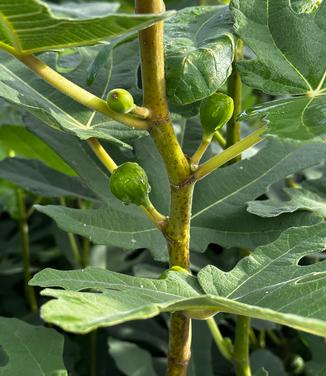 Ficus carica 'Chicago Hardy' - Fig from Pleasant Run Nursery