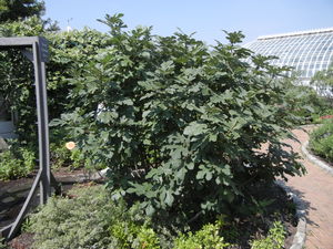 Ficus carica Chicago Hardy (Pittsburgh Bot. Garden)