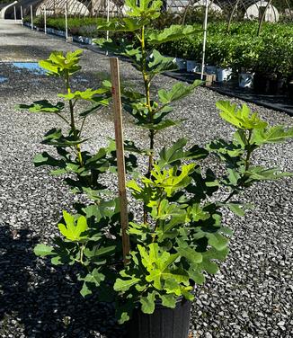 Ficus carica 'Chicago Hardy' - Fig from Pleasant Run Nursery