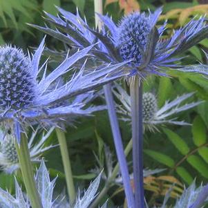 Eryngium planum Big Blue