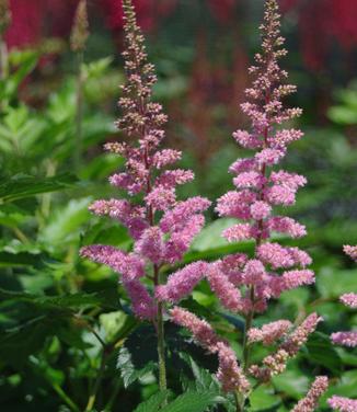 Astilbe chinensis 'Visions in Pink' - Chinese Astilbe from Pleasant Run Nursery