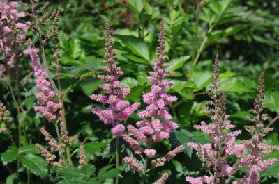 Astilbe chinensis Visions in Pink