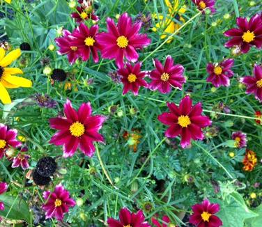 Coreopsis x Mercury Rising 