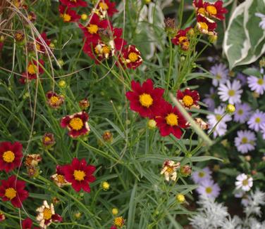 Coreopsis x Mercury Rising