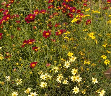 Coreopsis x Mercury Rising (upper left)