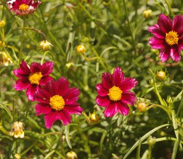 Coreopsis x Mercury Rising (@ Northcreek)