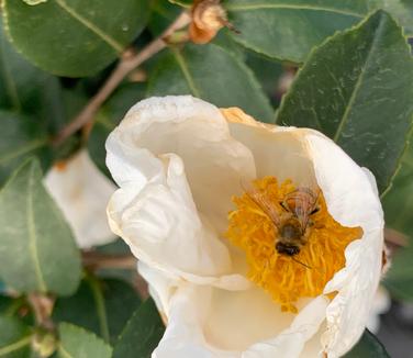 Camellia x 'Northern Exposure' - Camellia from Pleasant Run Nursery