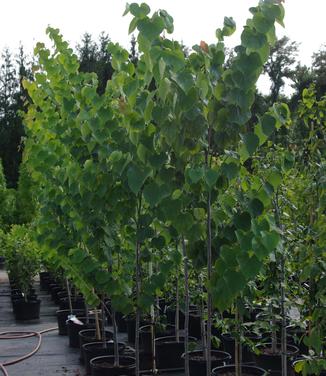 Cercis canadensis Summer's Tower - Eastern Redbud 