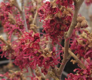 Hamamelis vernalis Amethyst - Vernal Witchhazel