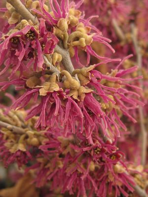 Hamamelis vernalis 'Amethyst' 