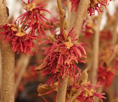 Hamamelis vernalis 'Amethyst' - Vernal Witchhazel 