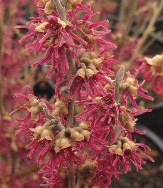 Hamamelis vernalis Amethyst - Vernal Witchhazel 