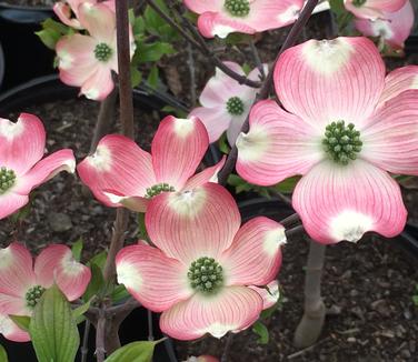 Cornus florida Pumpkin Patch - Flowering Dogwood 