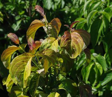 Cornus florida Pumpkin Patch