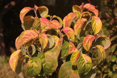 Cornus florida Pumpkin Patch - Flowering Dogwood 