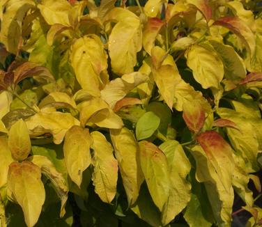 Cornus florida Pumpkin Patch