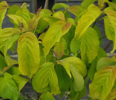 Cornus florida Pumpkin Patch