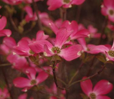 Cornus florida Pumpkin Patch