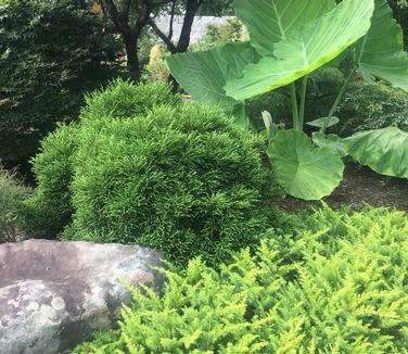 Cryptomeria japonica Globosa Nana