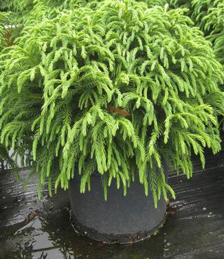 Cryptomeria japonica 'Globosa Nana' - Japanese Cedar