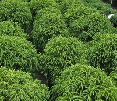 Cryptomeria japonica 'Globosa Nana' - Japanese Cedar