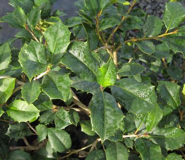 Ilex opaca Maryland Dwarf - American Holly