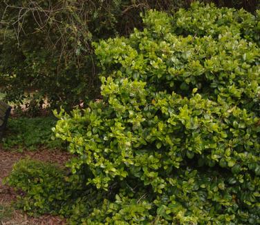 Ilex opaca Maryland Dwarf (@ UDel)