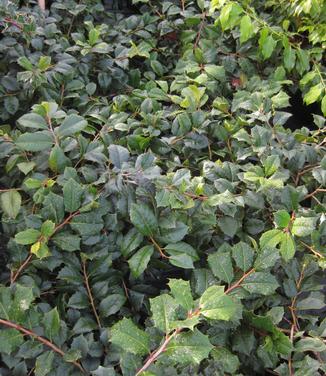 Ilex opaca Maryland Dwarf - American Holly