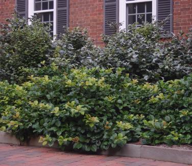 Ilex opaca 'Maryland Dwarf' (Mt Cuba)