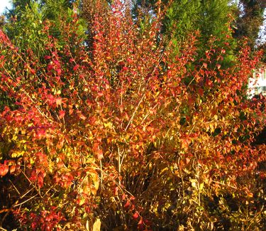 Abelia mosanensis - Fragrant Abelia (fall color)
