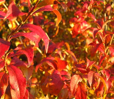 Abelia mosanensis (fall color)