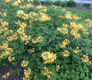  Rhododendron aus. x (atlan. x pericly.) My Mary (@ The Rutgers Gardens)