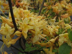  Rhododendron aus. x (atlan. x pericly.) My Mary