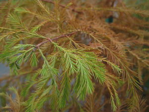  Taxodium distichum Emerald Shadow